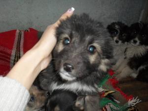 Прикачена снимка
