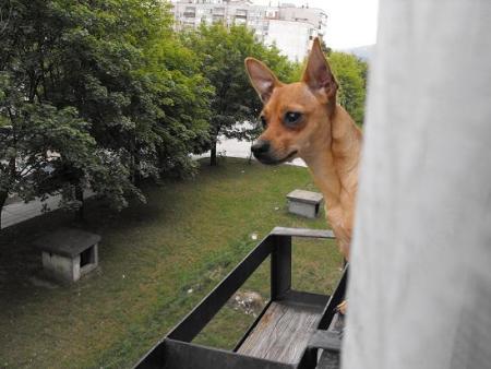 Прикачена снимка