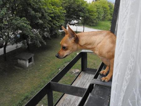 Прикачена снимка