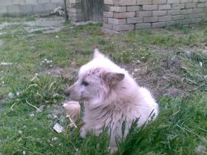 Прикачена снимка