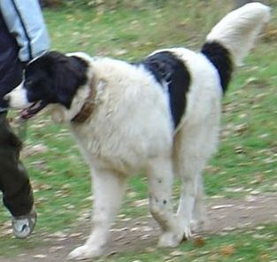 Прикачена снимка