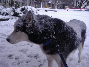 Прикачена снимка