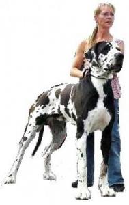 Прикачена снимка