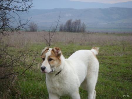Прикачена снимка