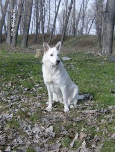 Прикачена снимка