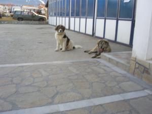 Прикачена снимка
