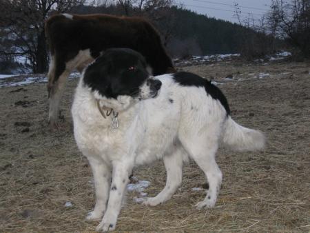 Прикачена снимка