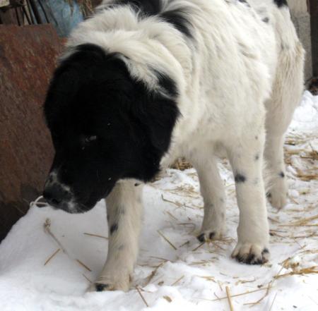Прикачена снимка