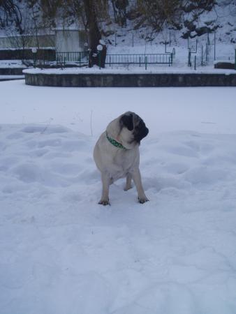 Прикачена снимка