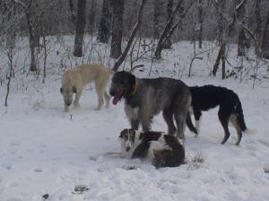 Прикачена снимка