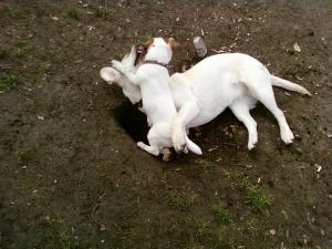Прикачена снимка
