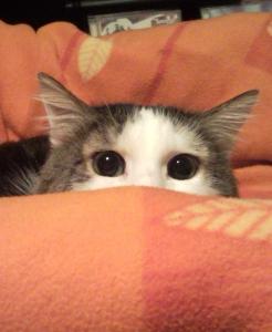 Прикачена снимка