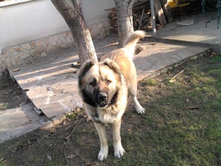 Прикачена снимка