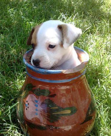 Прикачена снимка