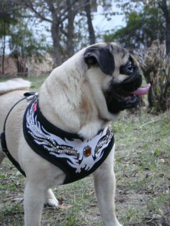 Прикачена снимка