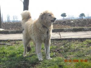 Прикачена снимка