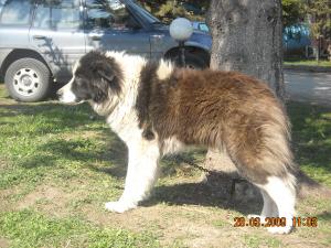 Прикачена снимка