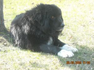 Прикачена снимка