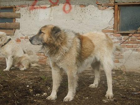 Прикачена снимка