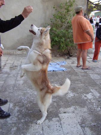 Прикачена снимка