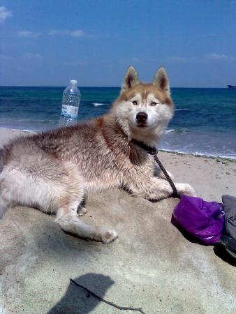 Прикачена снимка