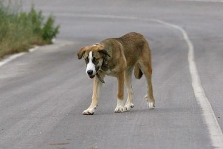 Прикачена снимка