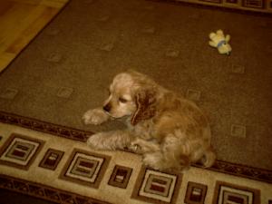 Прикачена снимка