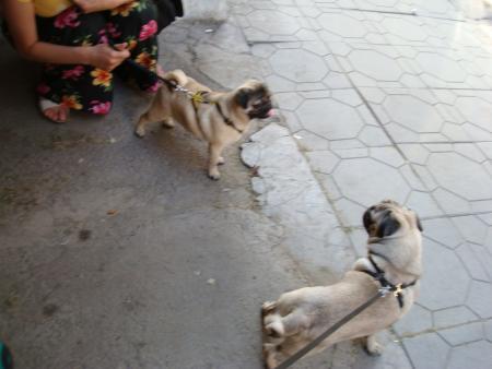 Прикачена снимка