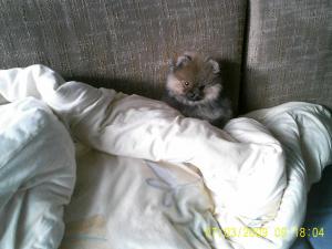 Прикачена снимка