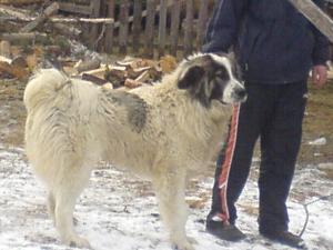 Прикачена снимка