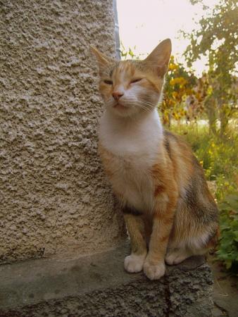 Прикачена снимка