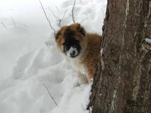Прикачена снимка