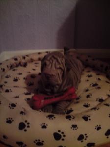 Прикачена снимка