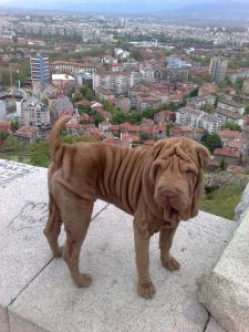 Прикачена снимка