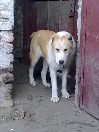 Прикачена снимка
