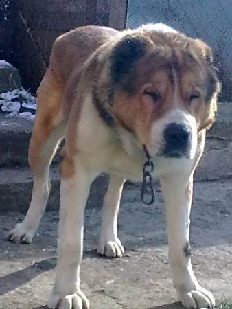 Прикачена снимка