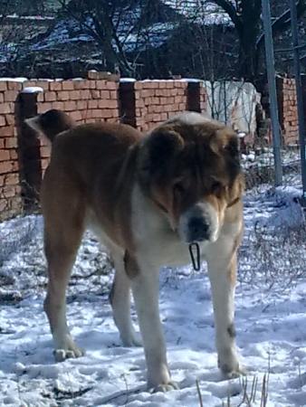 Прикачена снимка