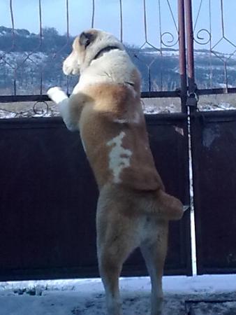 Прикачена снимка