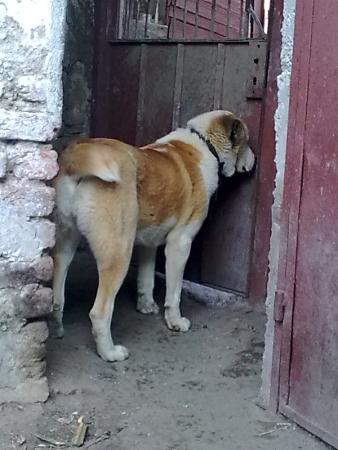 Прикачена снимка