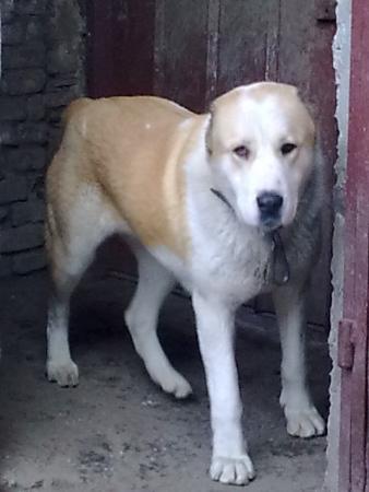 Прикачена снимка
