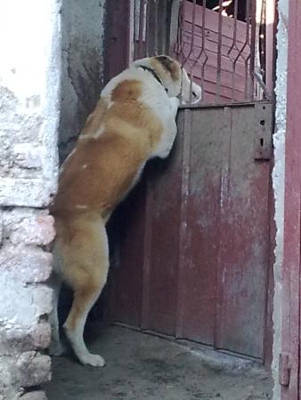 Прикачена снимка