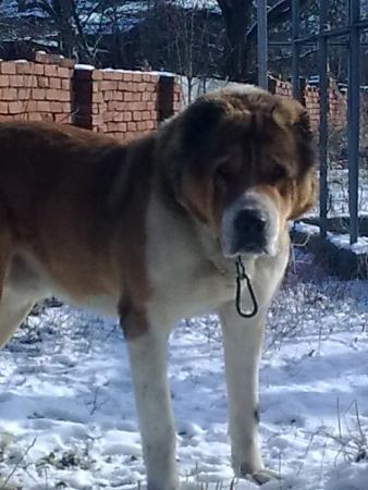 Прикачена снимка
