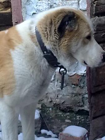 Прикачена снимка