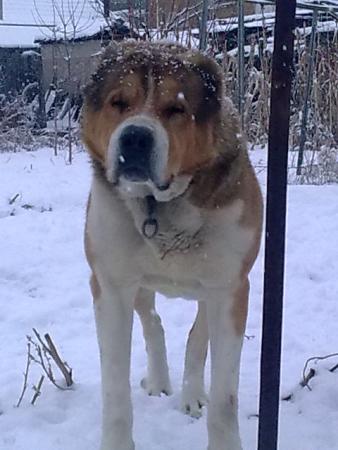 Прикачена снимка