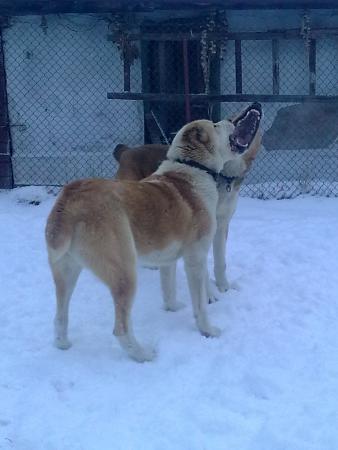 Прикачена снимка