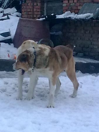 Прикачена снимка