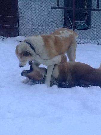 Прикачена снимка