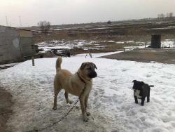 Прикачена снимка