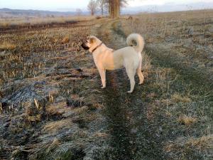 Прикачена снимка