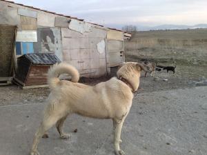 Прикачена снимка